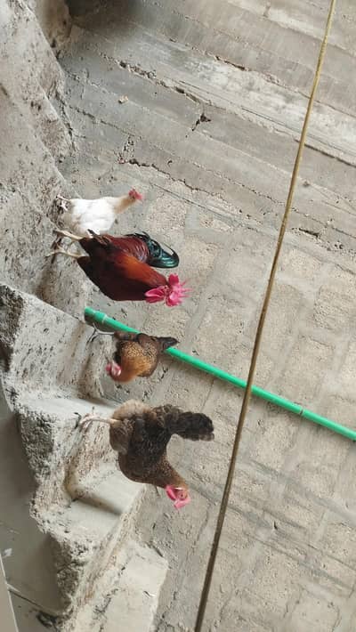 Desi Murgha and Ande wali murghian