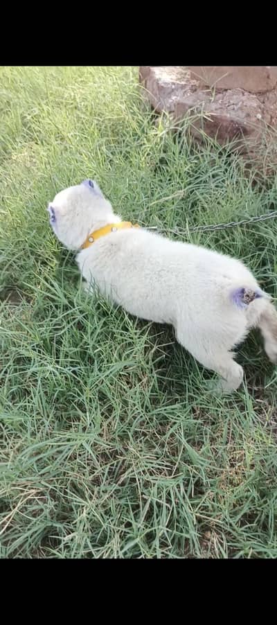 Alabai Dog for sale