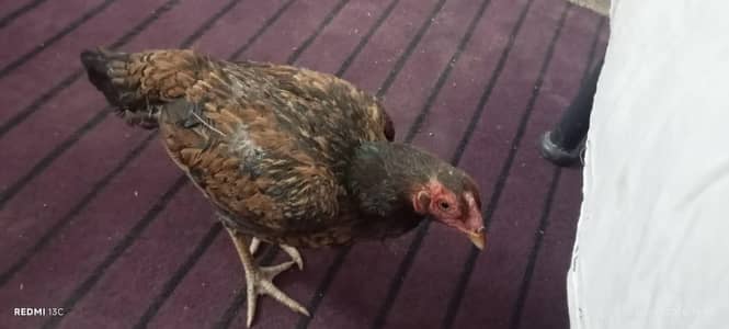aseel hen for sale