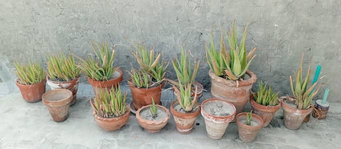 Plants
