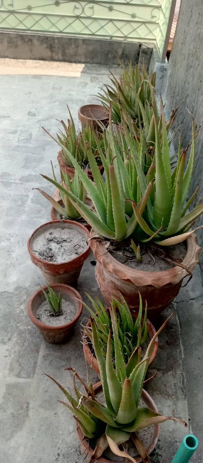 Plants 1