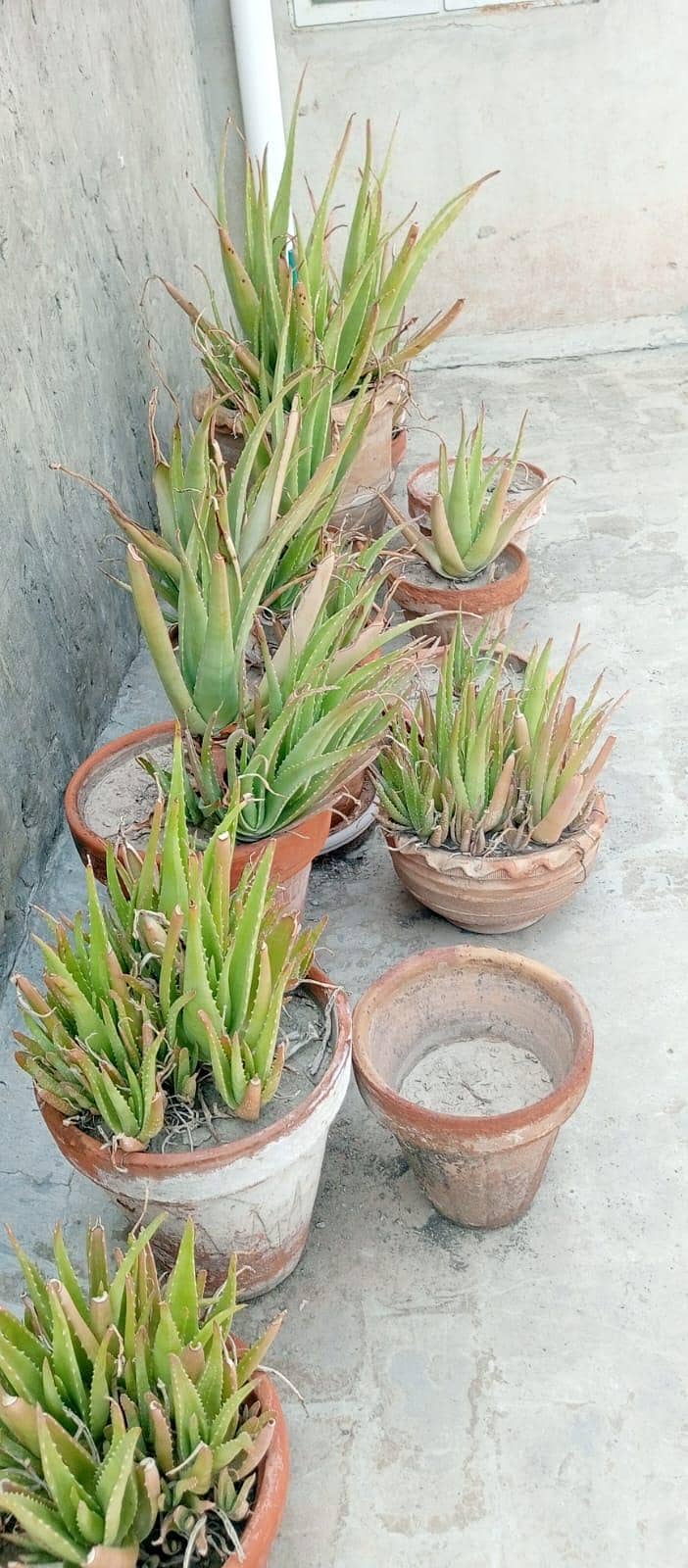 Plants 2