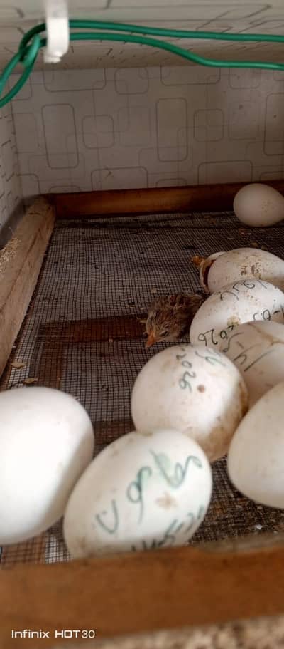 Ducks Batakh k bachey for Sale. . . 03036213003