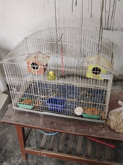 One Bird with cage