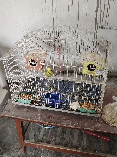 One Bird with cage