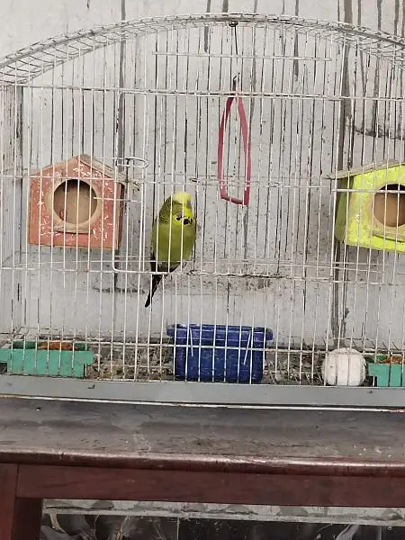 One Bird with cage — photo 2