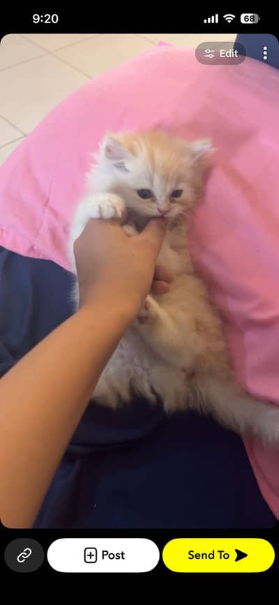 Persian cat