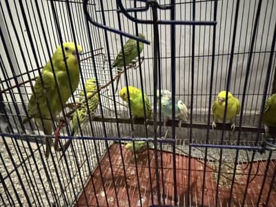 Parrots 6 pairs 1 single with one cage