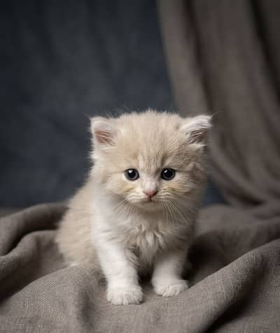 Persian Kittens for Sale