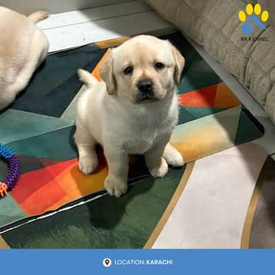 Pure Breed Labrador Puppies Available