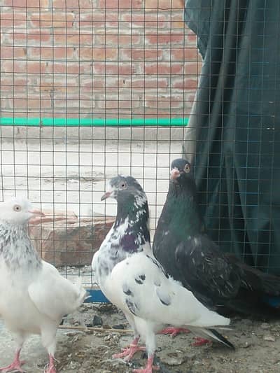 breeder kabootar