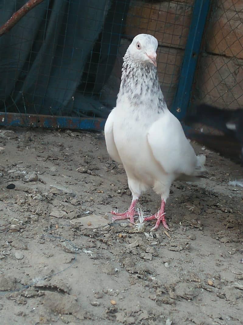 breeder kabootar 1
