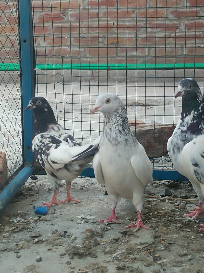 breeder kabootar 2
