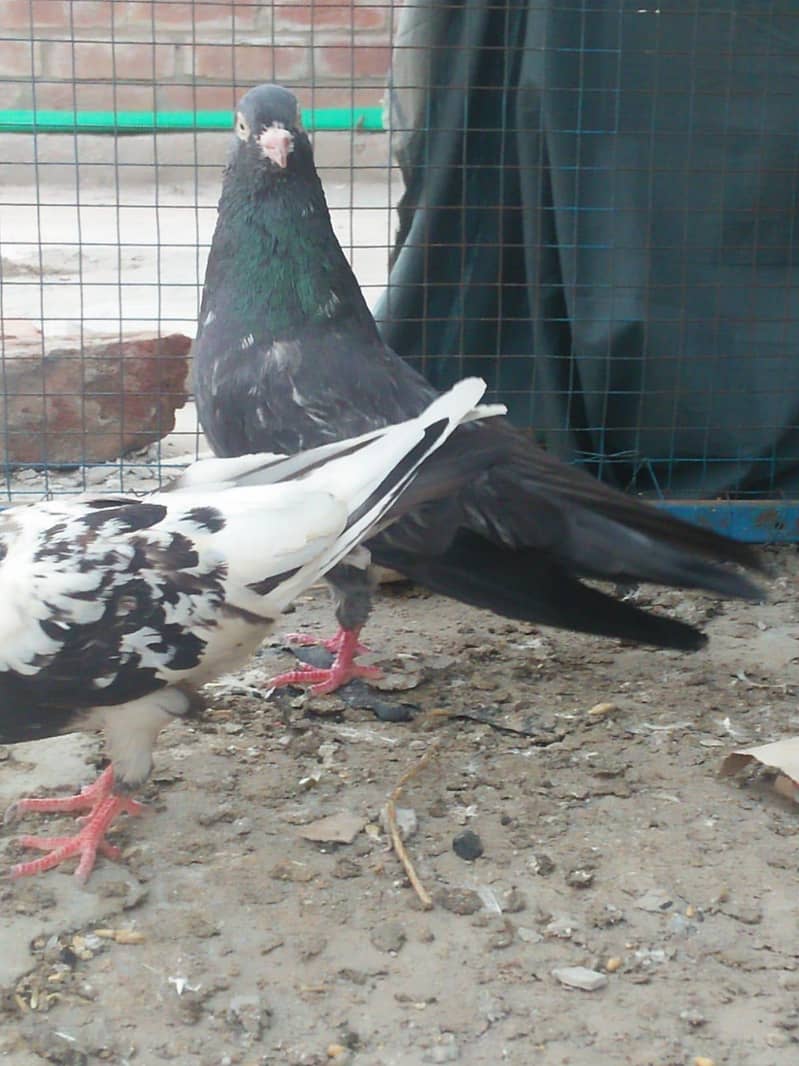breeder kabootar 3