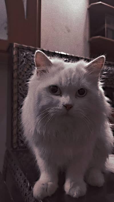 Persian cat blue eyes