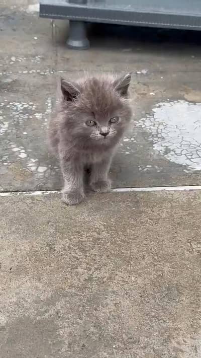 Persian Cat for sale