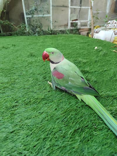 Raw talking parrot hand tame