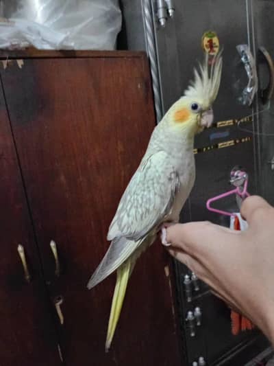 Handtame cocktails