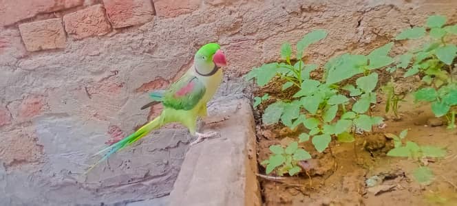 Bolta ha Kashmir raw male parrot 