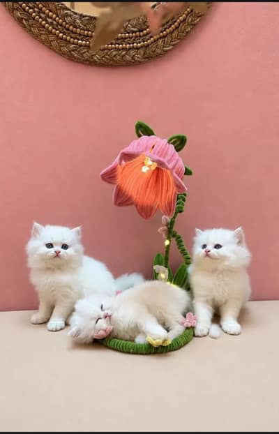 punch face kittens | triple Cort persion| odd eyes