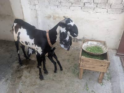 Beetal goat bakri sath female bacha