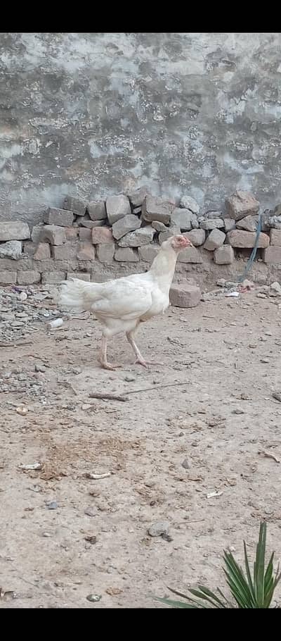 Heera Madi