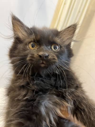 JET BLACK PERSIAN DOUBLE COATED CAT CONTACT 03233354463