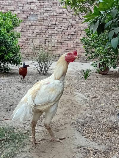 ASEEL MURGA