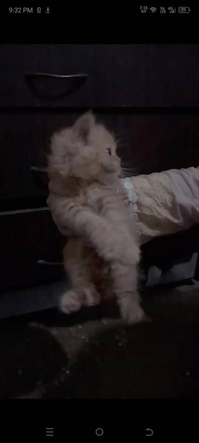 semipunch female kitten