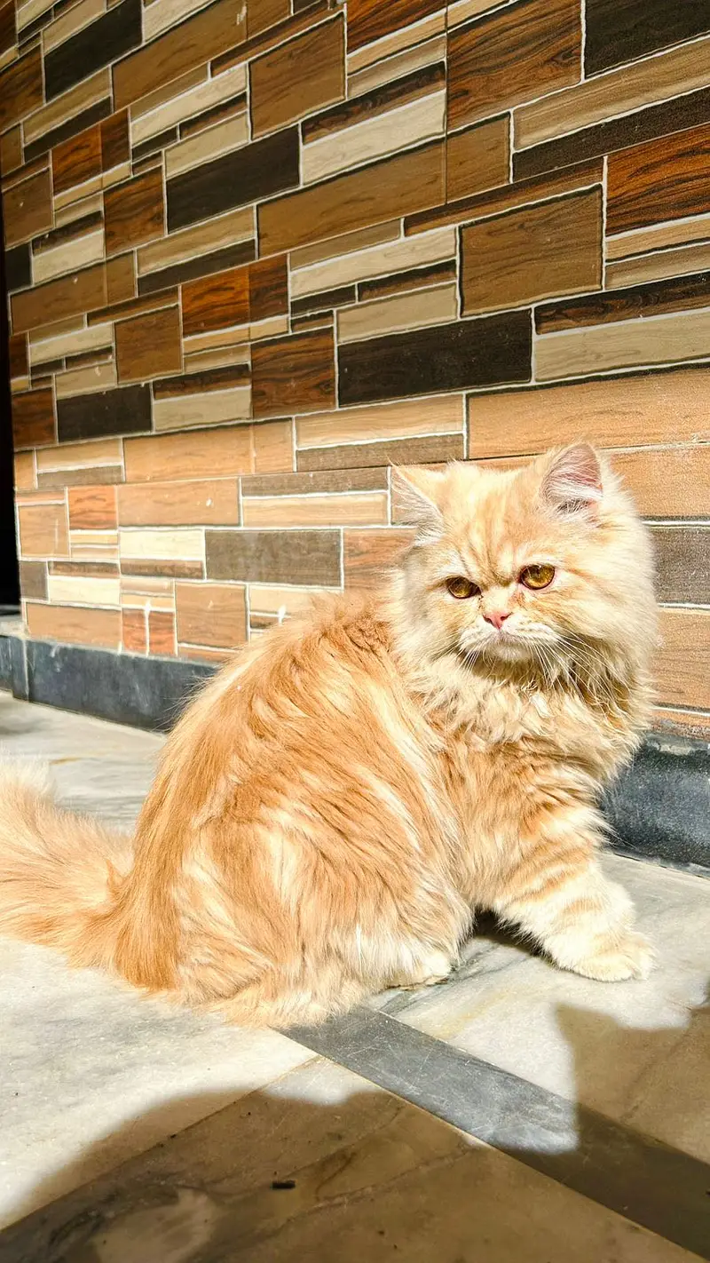 Male Persian Cat - Punched Face