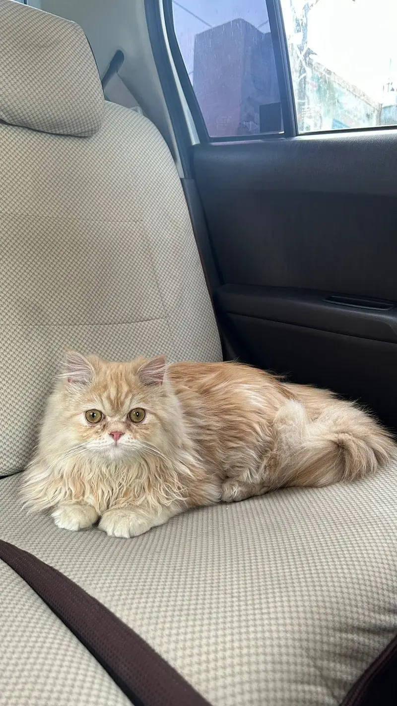Male Persian Cat - Punched Face — photo 2
