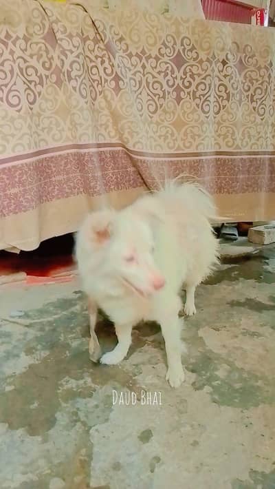 urgent sale