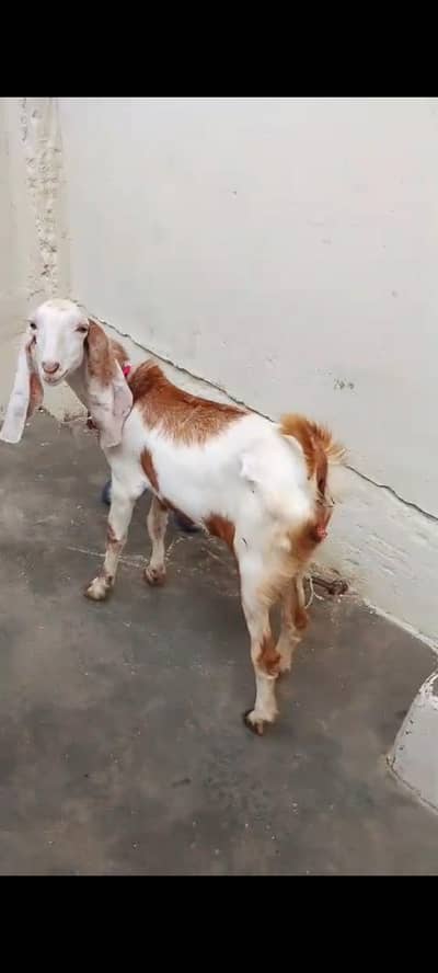 Kiran Bakra