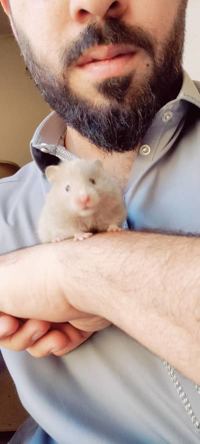Imported Syrian hamsters