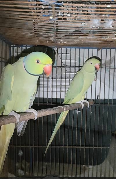 Lovebirds b2 pairs each 6000