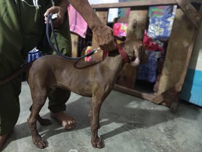 pointer dog