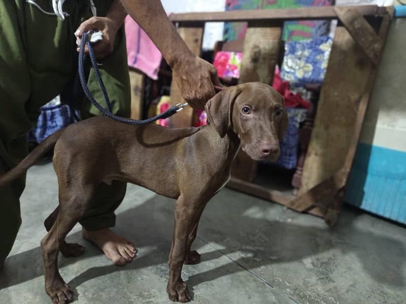pointer dog 1
