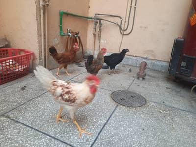 Murga and murgi for sale