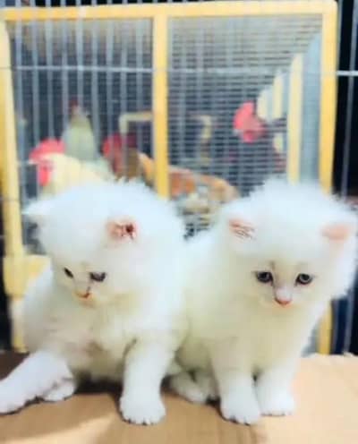 Persian female kitten for sale all Pakistan delivery available
