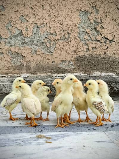 aseel/chicks aseel/hen aseel/murgi desi/hen aseel/choza misir/murgi