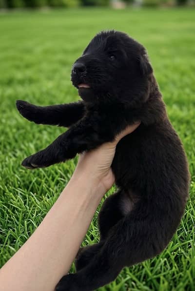 Show Quality Pure Black German Shepherd Puppies
