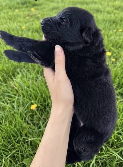 Show Quality Pure Black German Shepherd Puppies