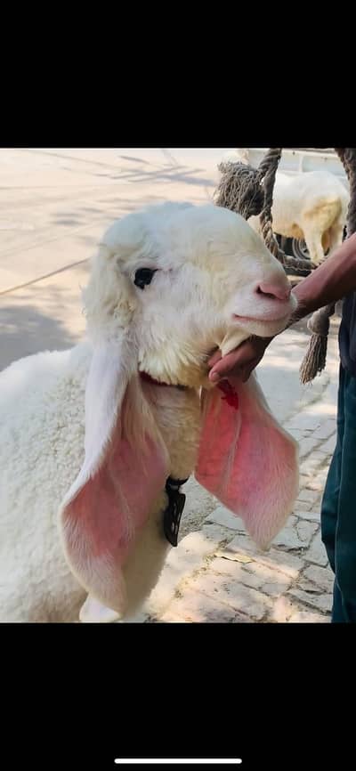 1 Kajlay chatray outstanding breed