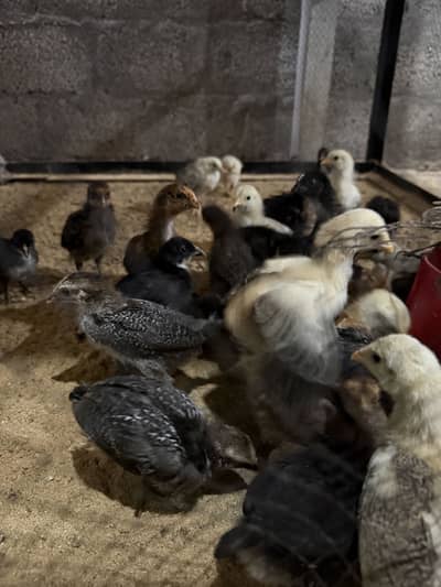 Golden Misri Chicks and Organic & Fertile Eggs