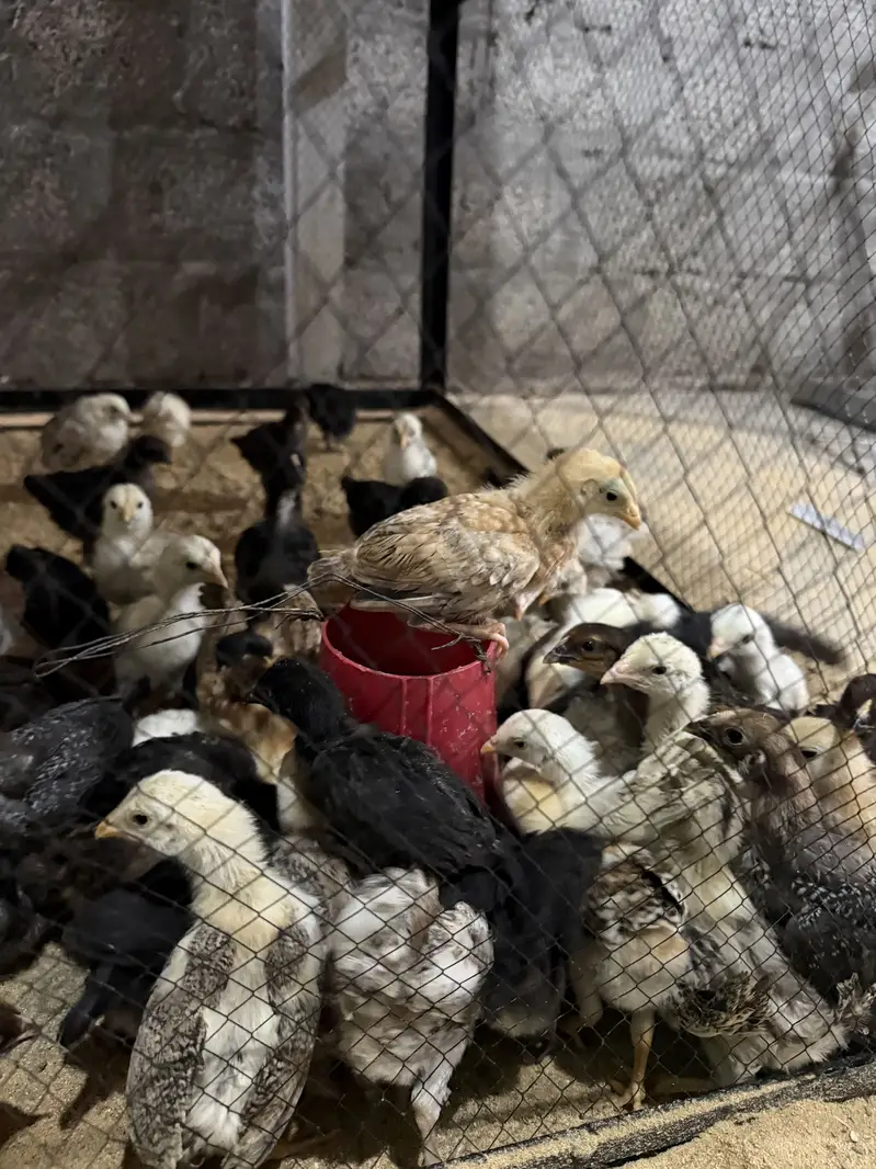Golden Misri Chicks and Organic & Fertile Eggs — photo 2