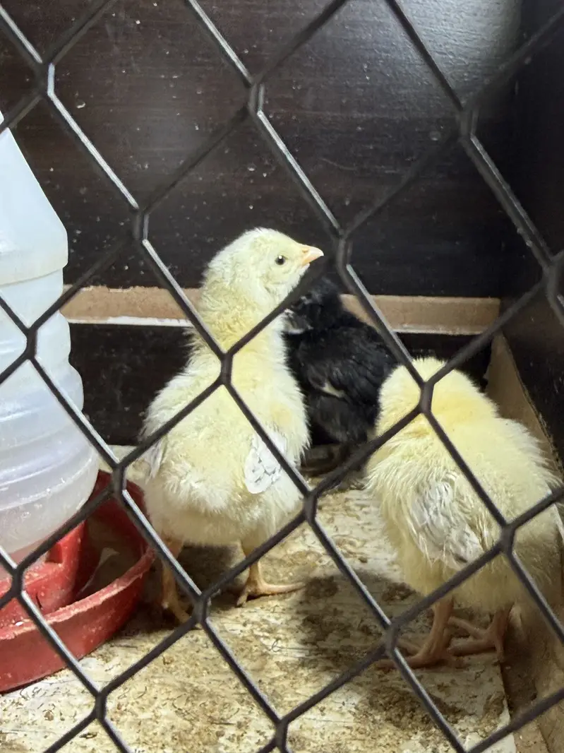 Golden Misri Chicks and Organic & Fertile Eggs — photo 3