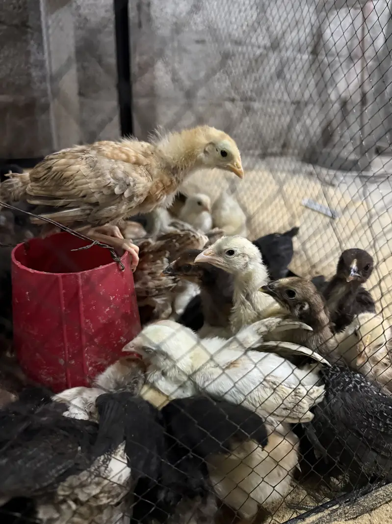 Golden Misri Chicks and Organic & Fertile Eggs — photo 4