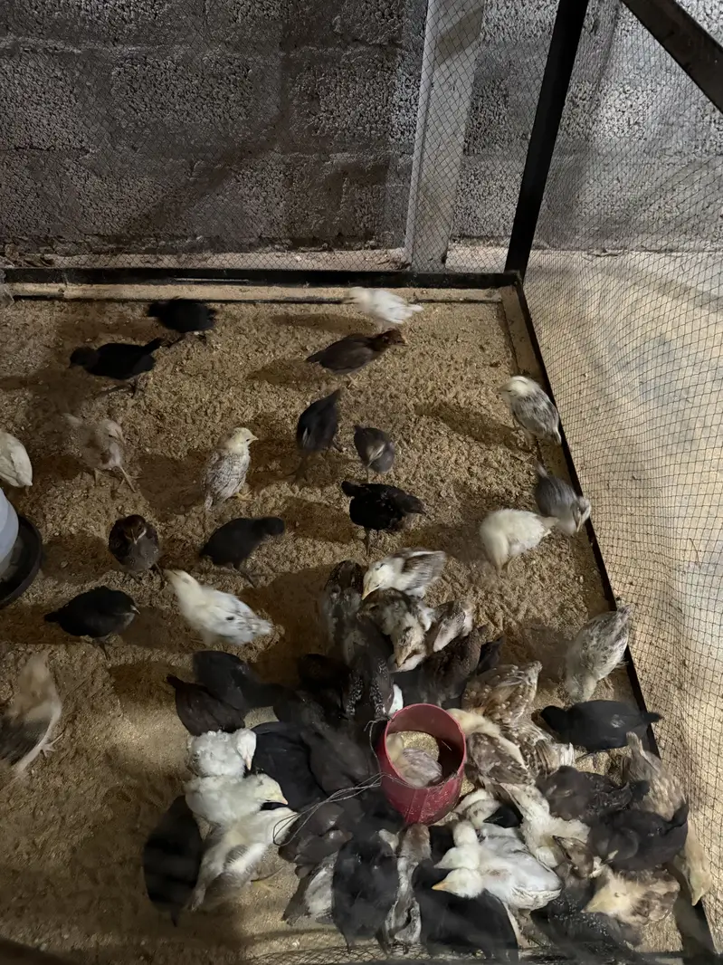 Golden Misri Chicks and Organic & Fertile Eggs — photo 5