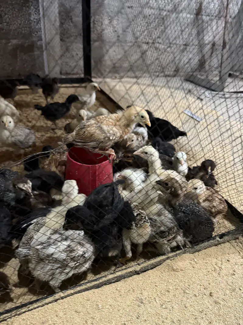 Golden Misri Chicks and Organic & Fertile Eggs — photo 6