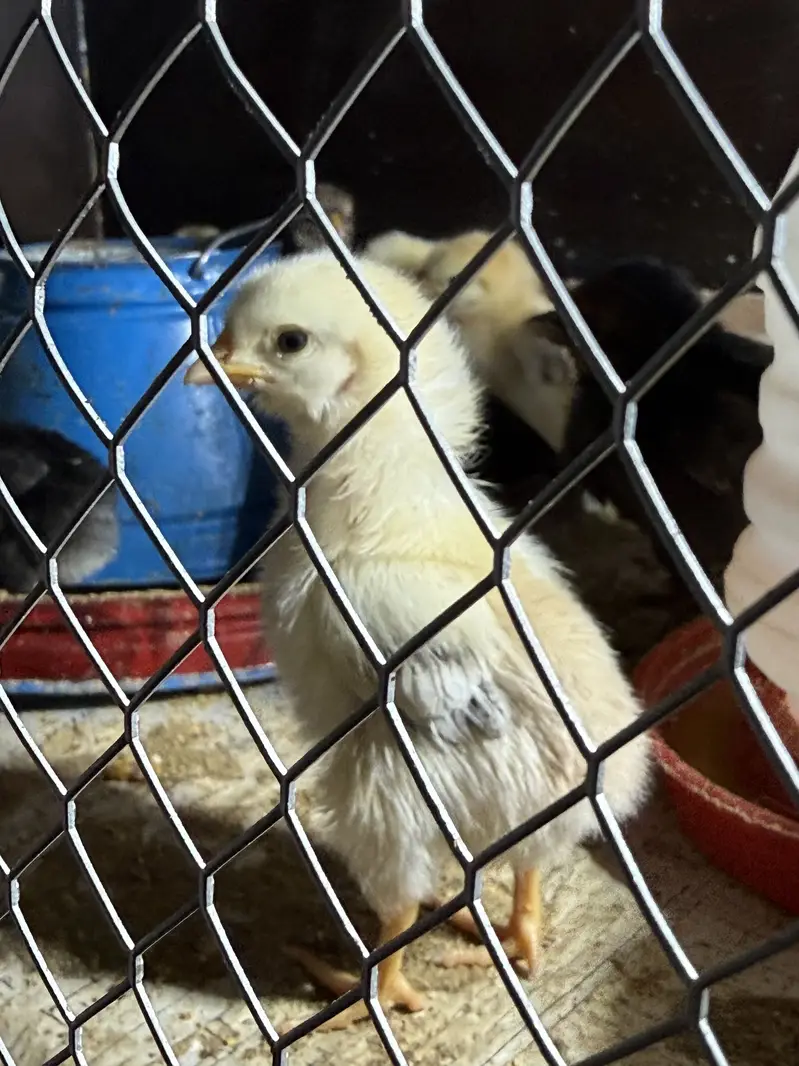 Golden Misri Chicks and Organic & Fertile Eggs — photo 8